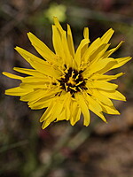 Scorzonera hispanica