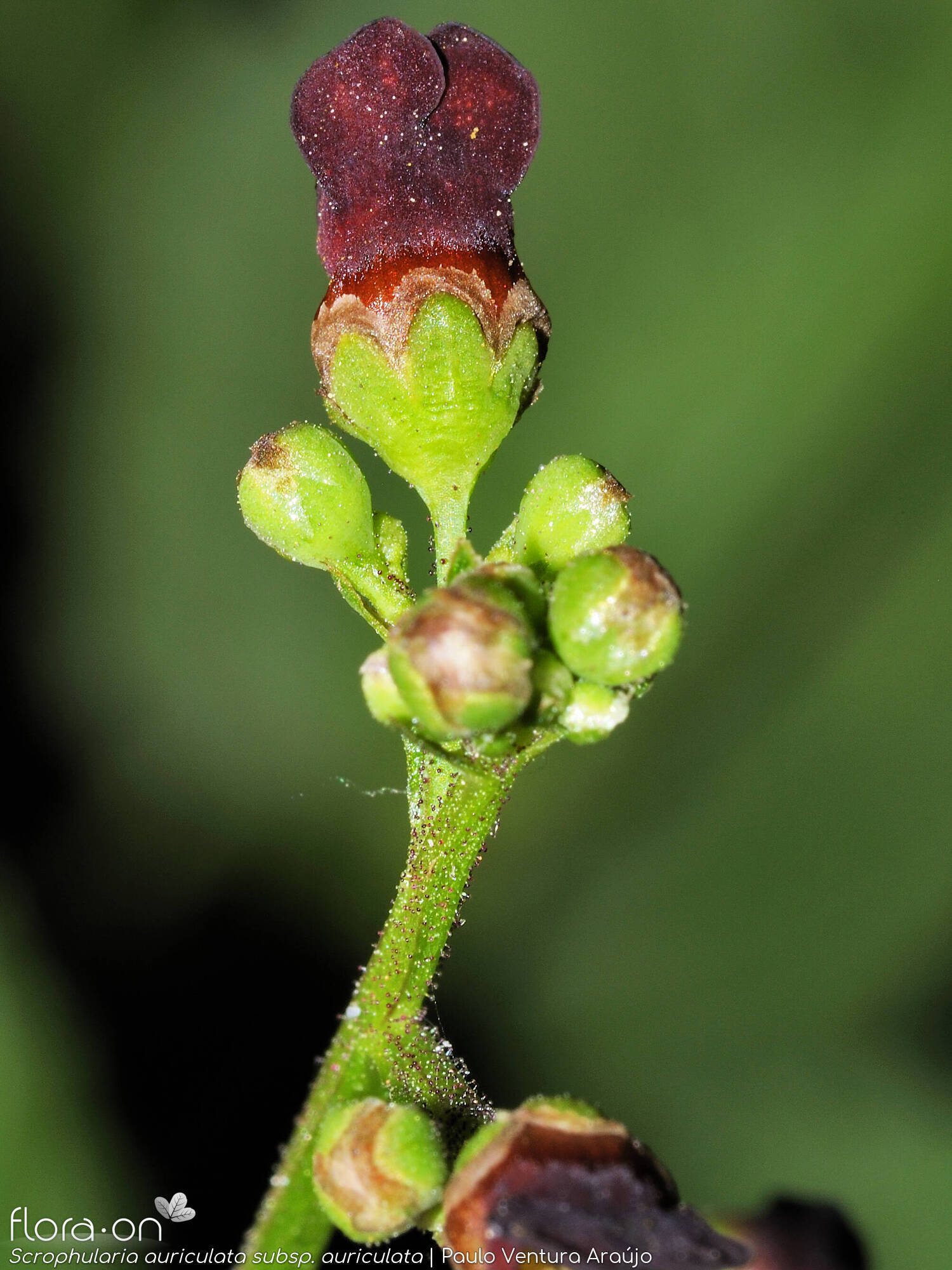 Scrophularia auriculata auriculata - Flor (close-up) | Paulo Ventura Araújo; CC BY-NC 4.0