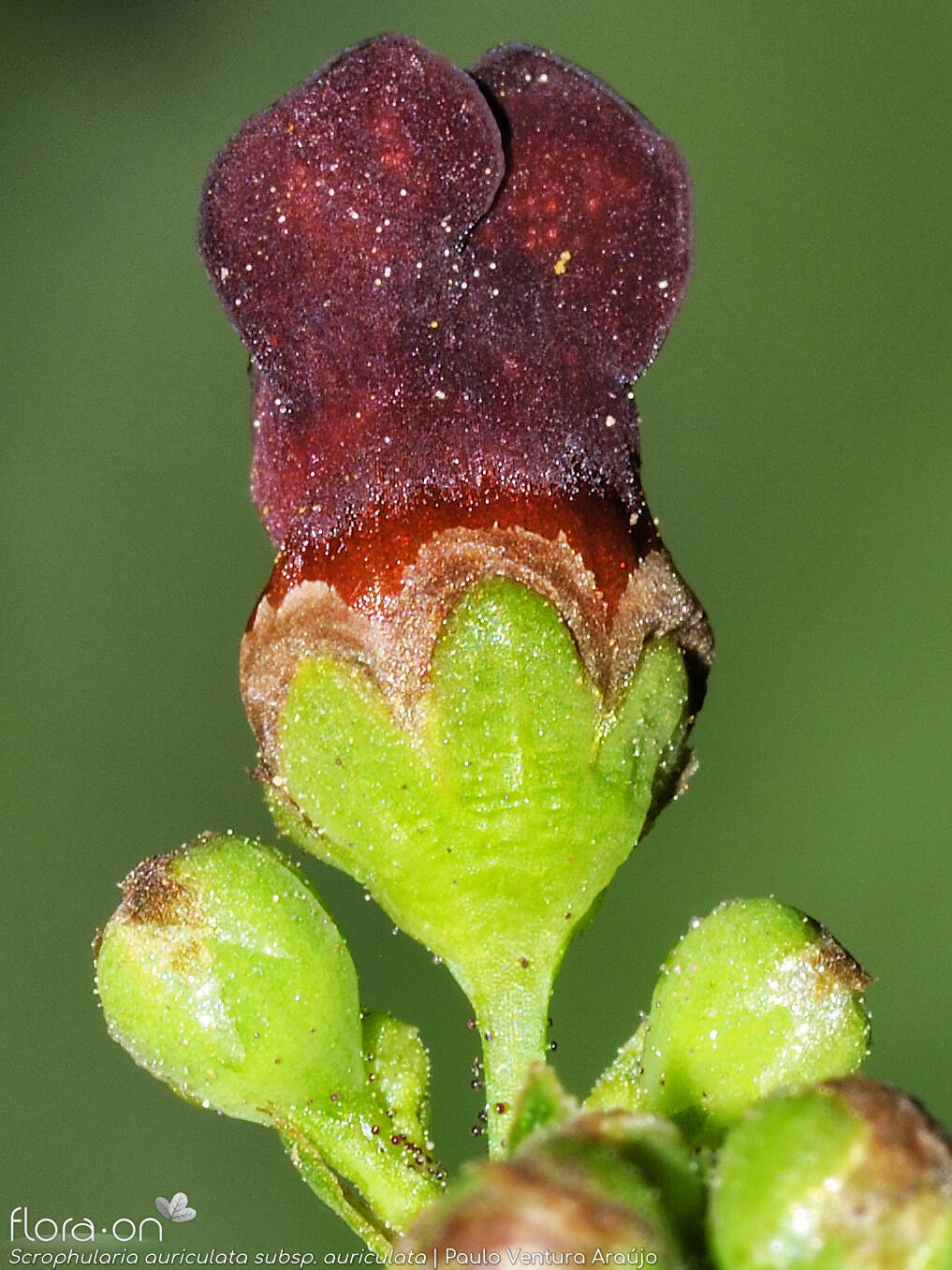 Scrophularia auriculata auriculata - Flor (close-up) | Paulo Ventura Araújo; CC BY-NC 4.0