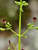 Scrophularia hirta
