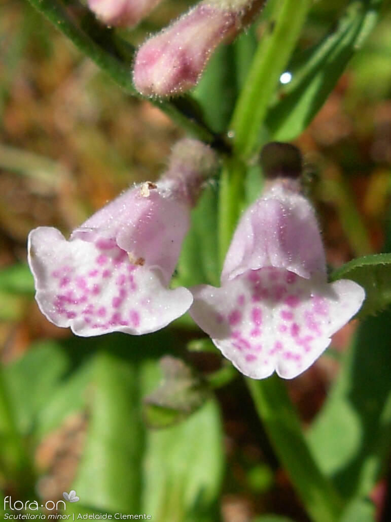 Scutellaria minor - Flor (close-up) | Adelaide Clemente; CC BY-NC 4.0
