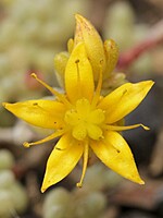 Sedum nudum