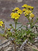 Senecio incrassatus