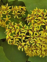 Senecio petasitis