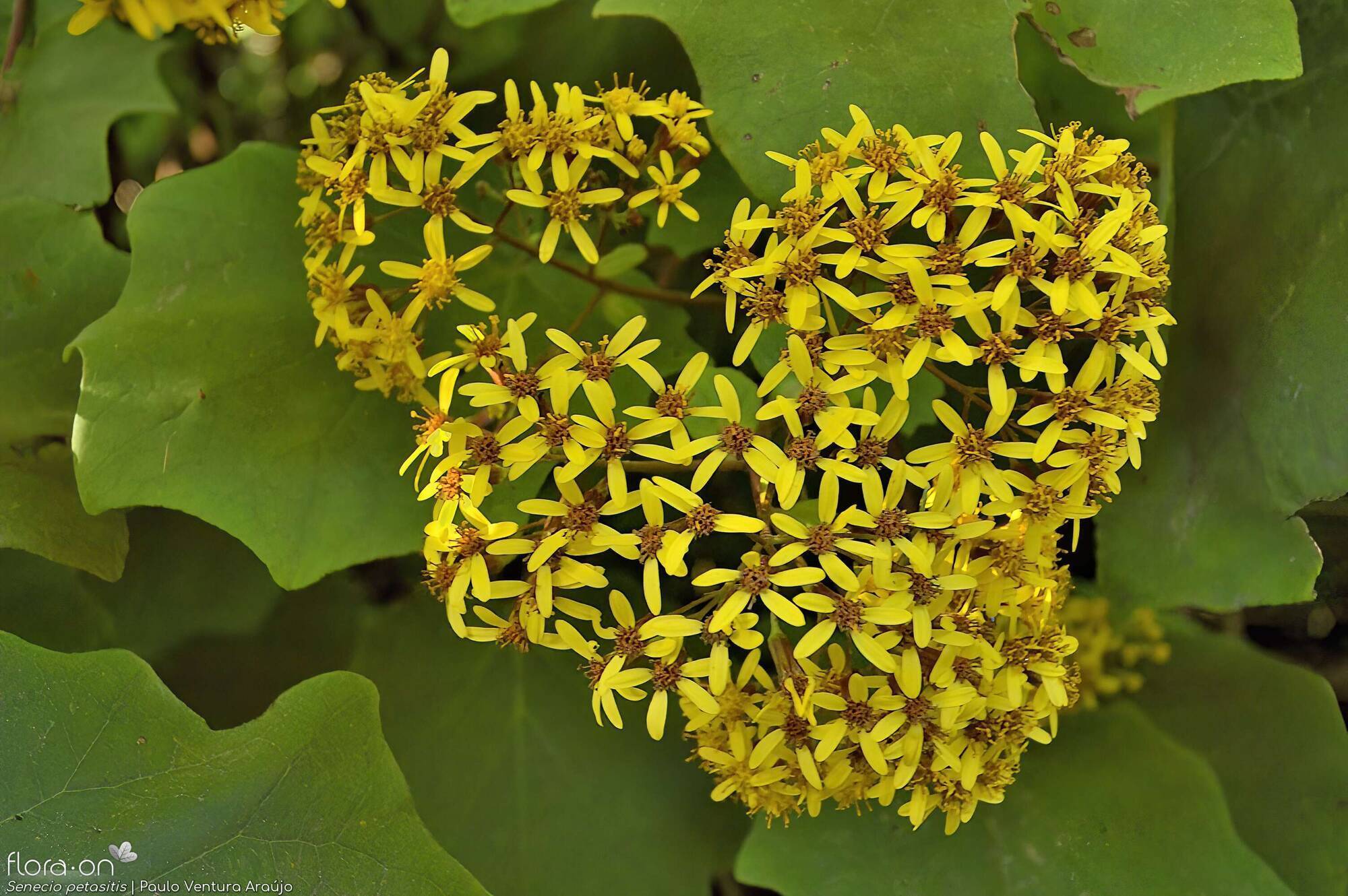 Senecio petasitis -  | Paulo Ventura Araújo; CC BY-NC 4.0