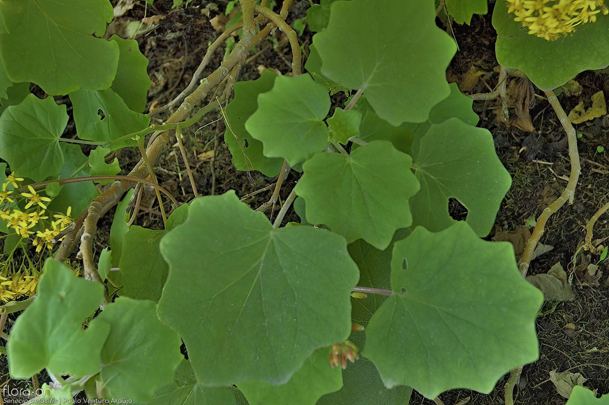 Senecio petasitis -  | Paulo Ventura Araújo; CC BY-NC 4.0