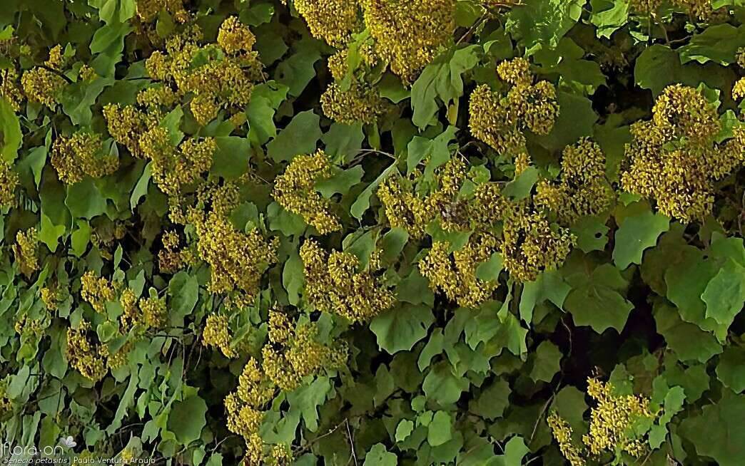Senecio petasitis -  | Paulo Ventura Araújo; CC BY-NC 4.0