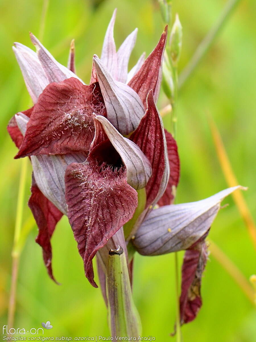 Serapias cordigera -  | Paulo Ventura Araújo; CC BY-NC 4.0