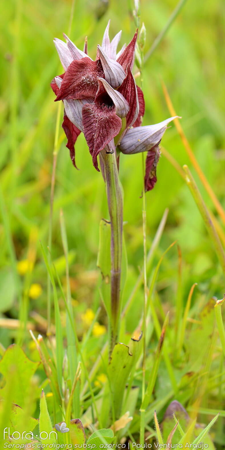 Serapias cordigera -  | Paulo Ventura Araújo; CC BY-NC 4.0