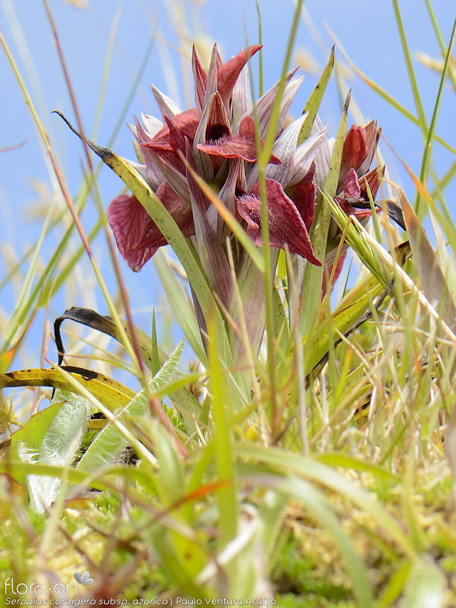 Serapias cordigera -  | Paulo Ventura Araújo; CC BY-NC 4.0