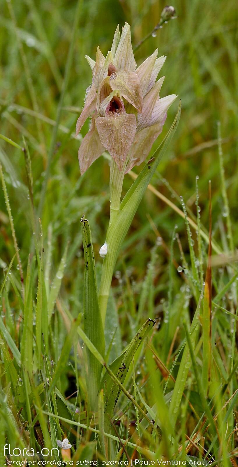 Serapias cordigera -  | Paulo Ventura Araújo; CC BY-NC 4.0