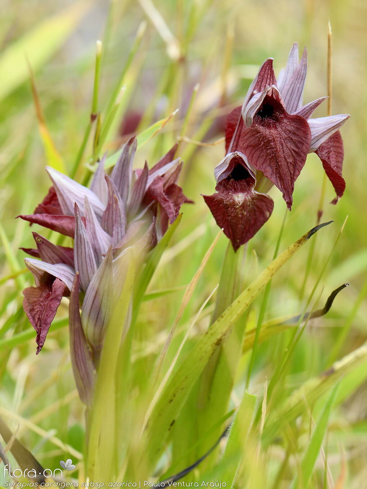 Serapias cordigera -  | Paulo Ventura Araújo; CC BY-NC 4.0