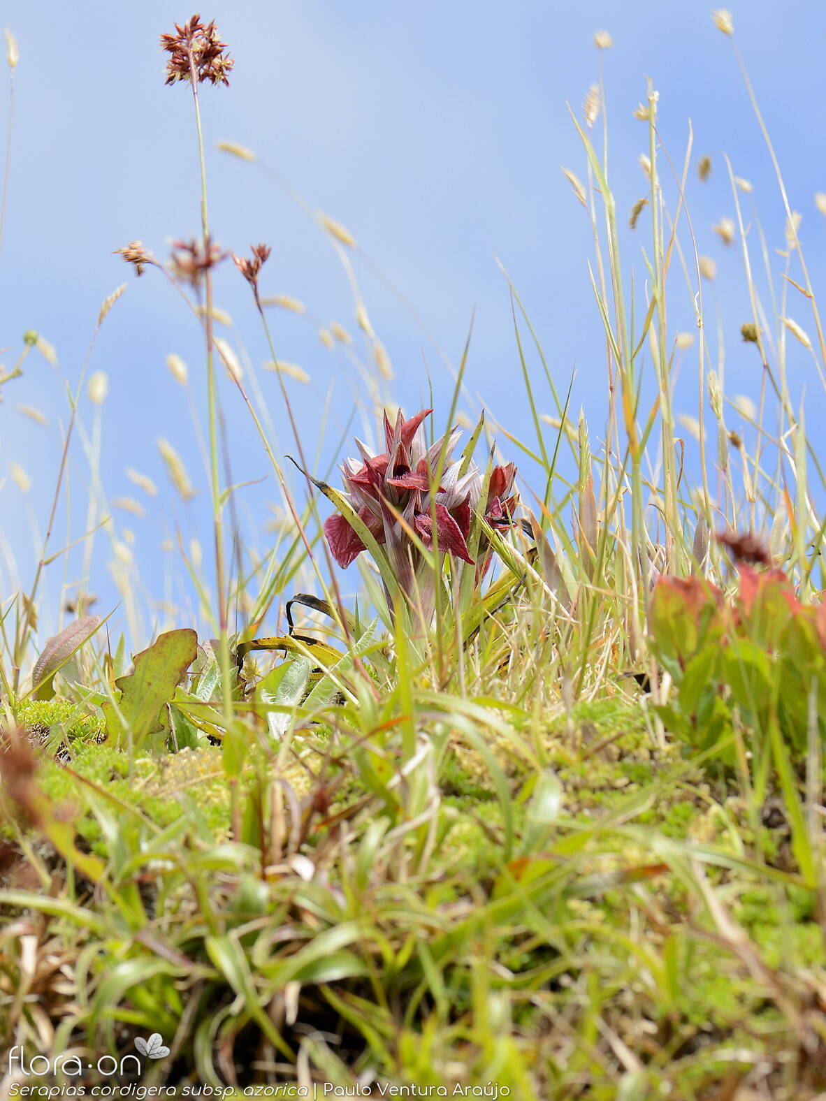 Serapias cordigera -  | Paulo Ventura Araújo; CC BY-NC 4.0