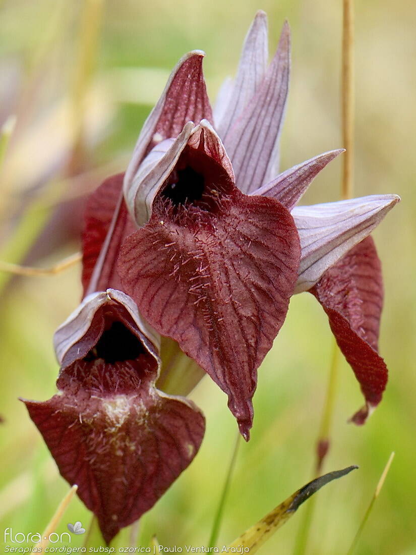 Serapias cordigera -  | Paulo Ventura Araújo; CC BY-NC 4.0