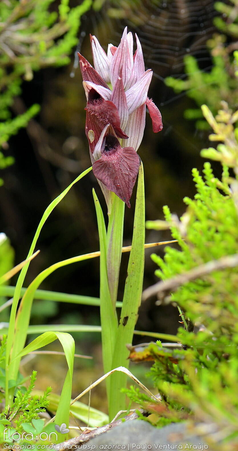 Serapias cordigera -  | Paulo Ventura Araújo; CC BY-NC 4.0