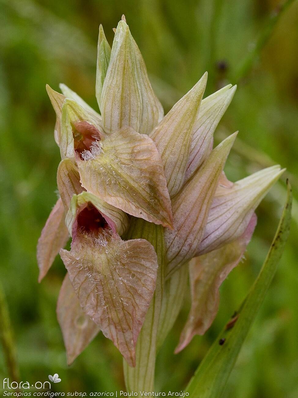 Serapias cordigera -  | Paulo Ventura Araújo; CC BY-NC 4.0