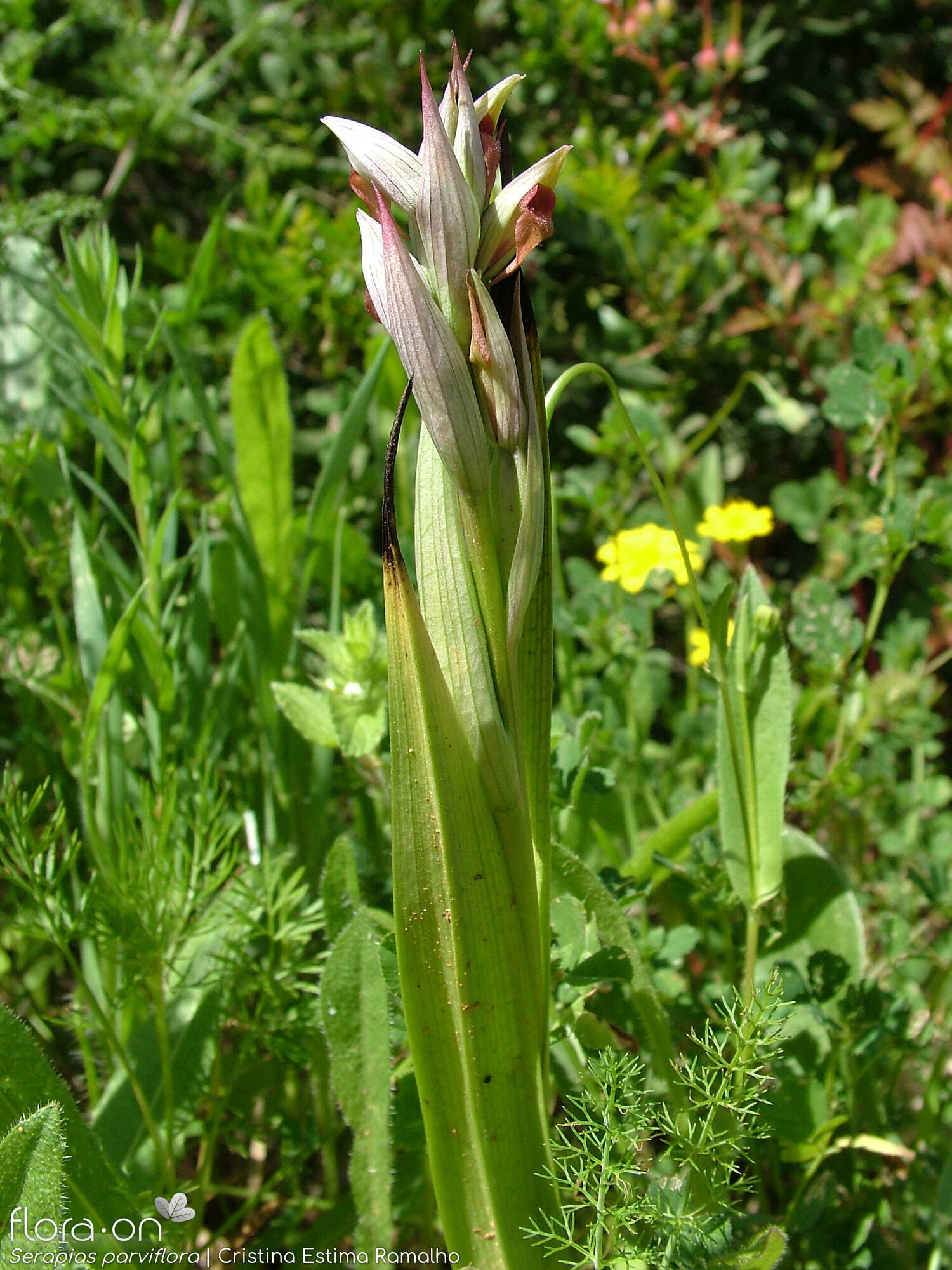 Serapias parviflora - Flor (geral) | Cristina Estima Ramalho; CC BY-NC 4.0