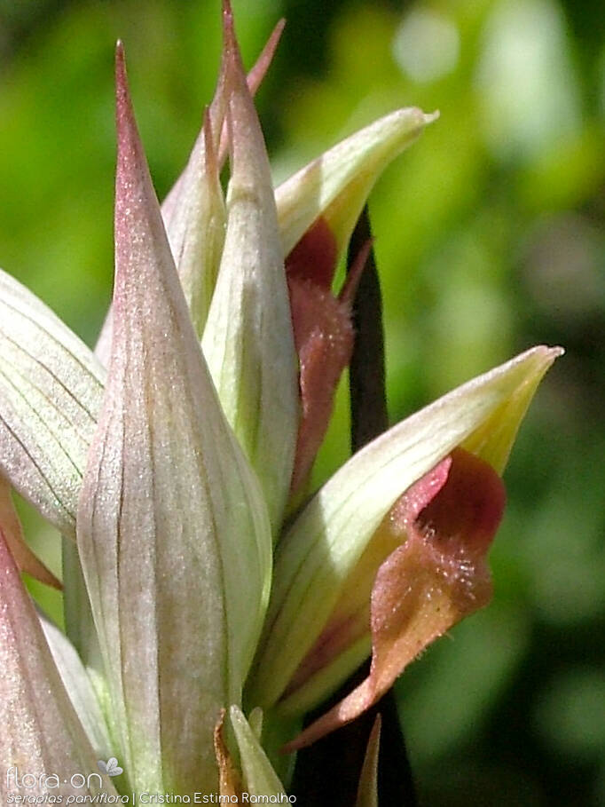 Serapias parviflora - Flor (close-up) | Cristina Estima Ramalho; CC BY-NC 4.0