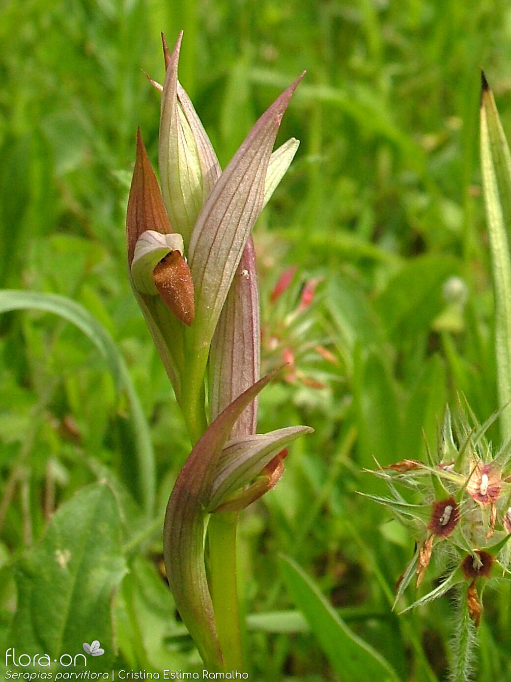 Serapias parviflora - Flor (geral) | Cristina Estima Ramalho; CC BY-NC 4.0