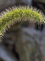 Setaria faberi