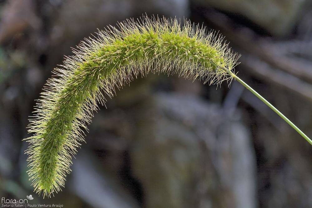 Setaria faberi