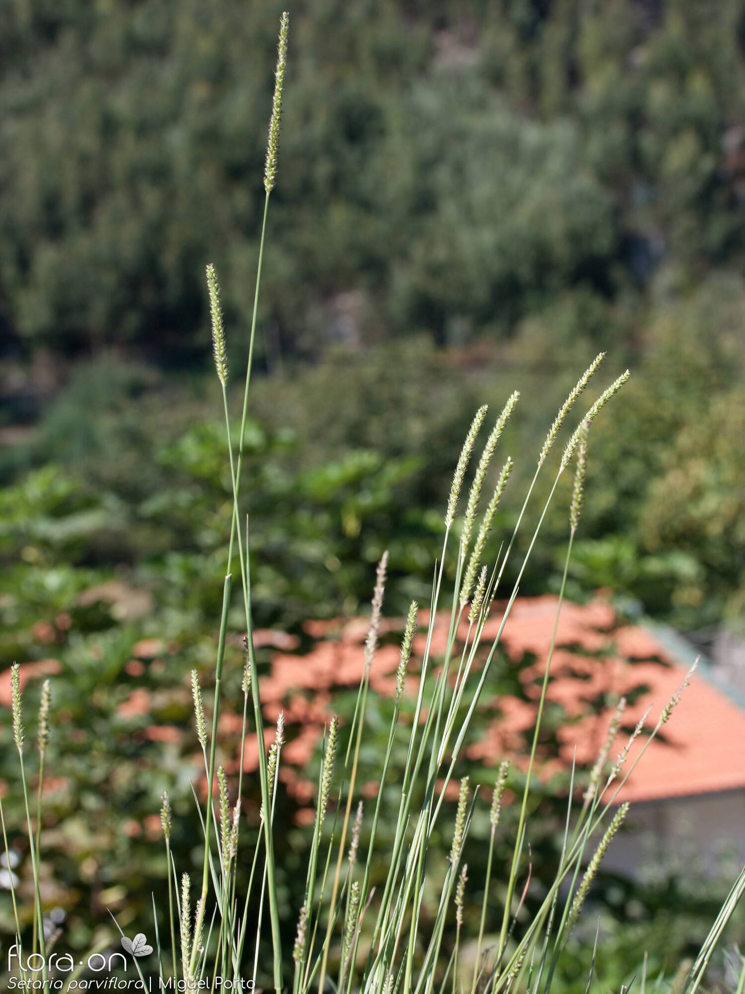 Setaria parviflora - Hábito | Miguel Porto; CC BY-NC 4.0