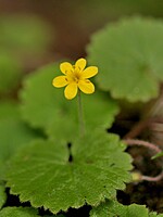 Sibthorpia peregrina