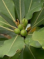 Sideroxylon mirmulans