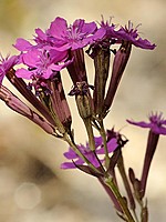 Silene armeria