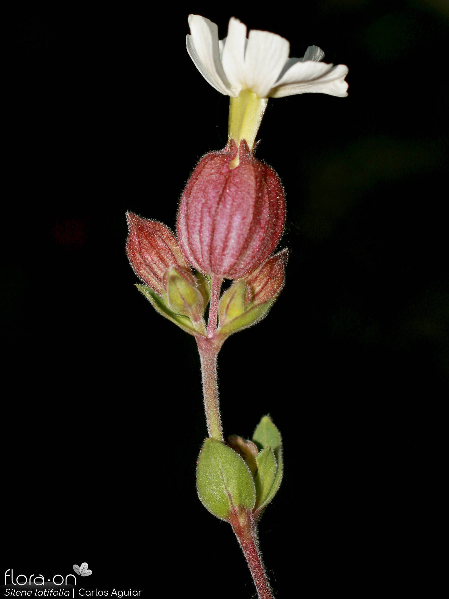 Silene latifolia - Flor (geral) | Carlos Aguiar; CC BY-NC 4.0