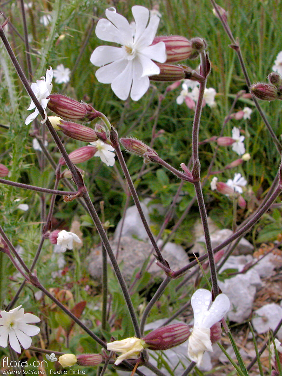 Silene latifolia - Flor (geral) | Pedro Pinho; CC BY-NC 4.0