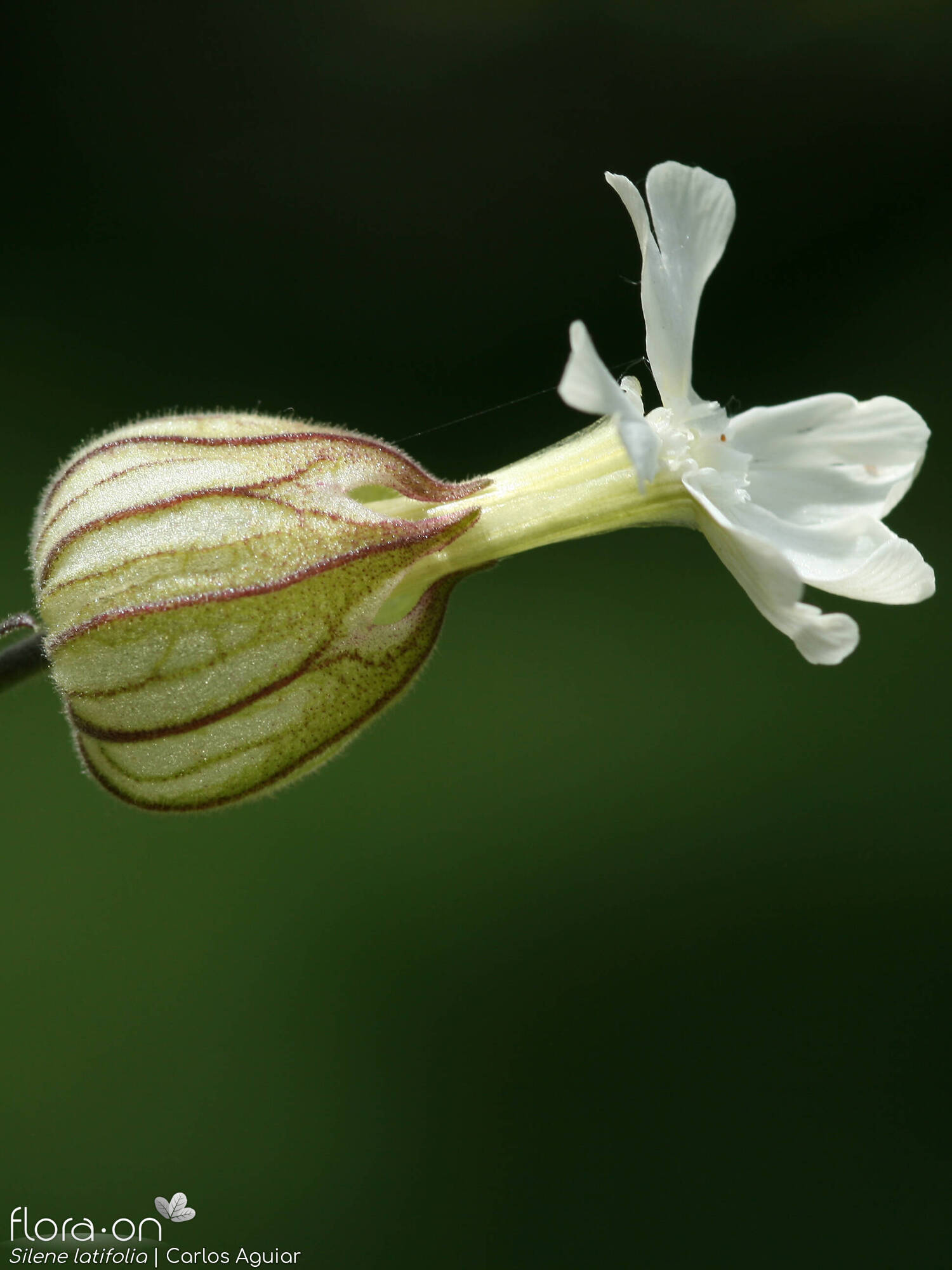 Silene latifolia - Flor (close-up) | Carlos Aguiar; CC BY-NC 4.0