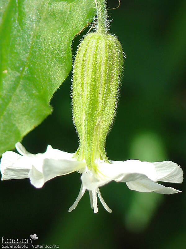 Silene latifolia - Flor (close-up) | Valter Jacinto; CC BY-NC 4.0