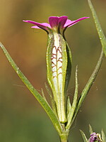 Silene stricta