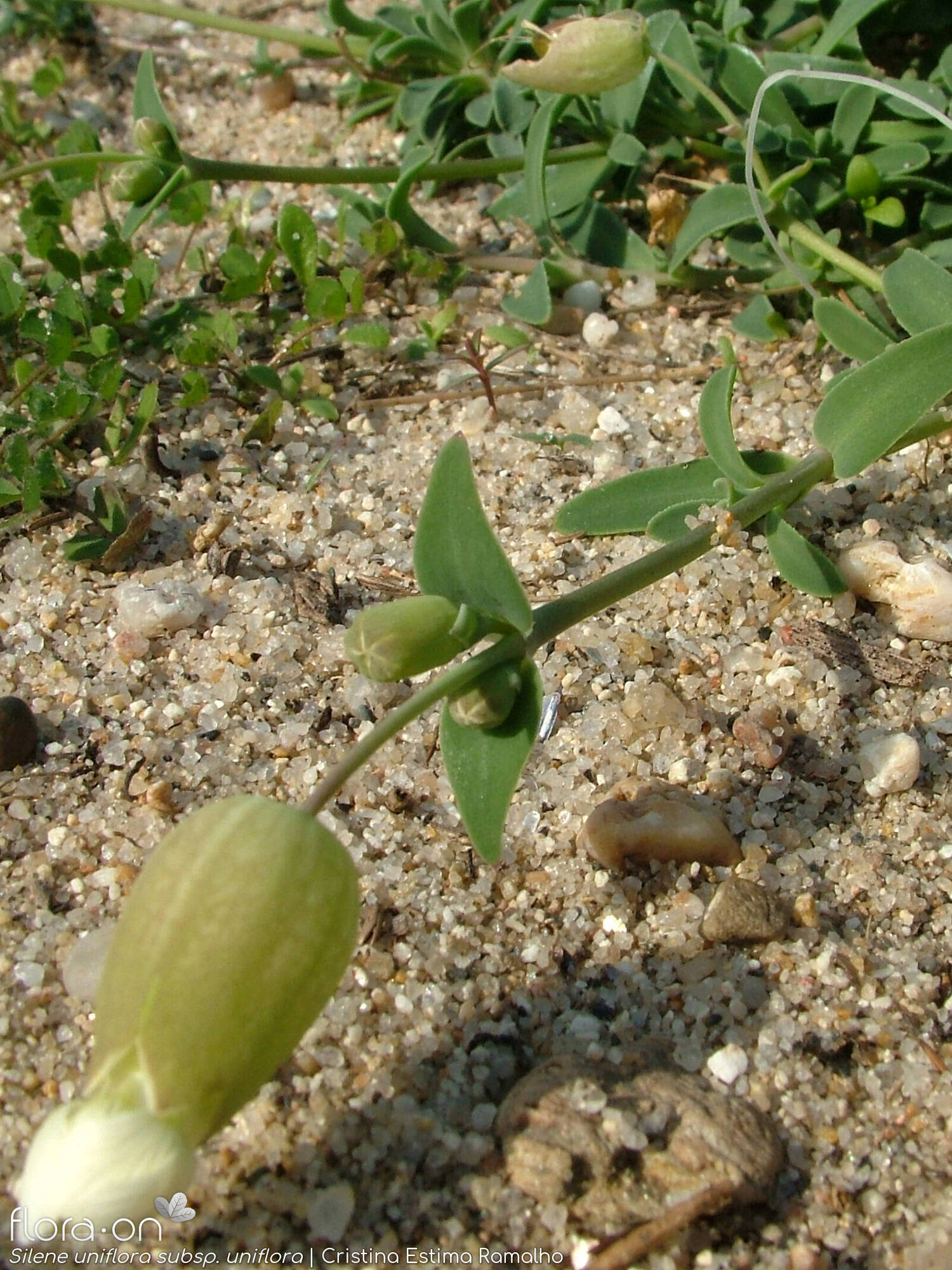 Silene uniflora uniflora - Flor (geral) | Cristina Estima Ramalho; CC BY-NC 4.0