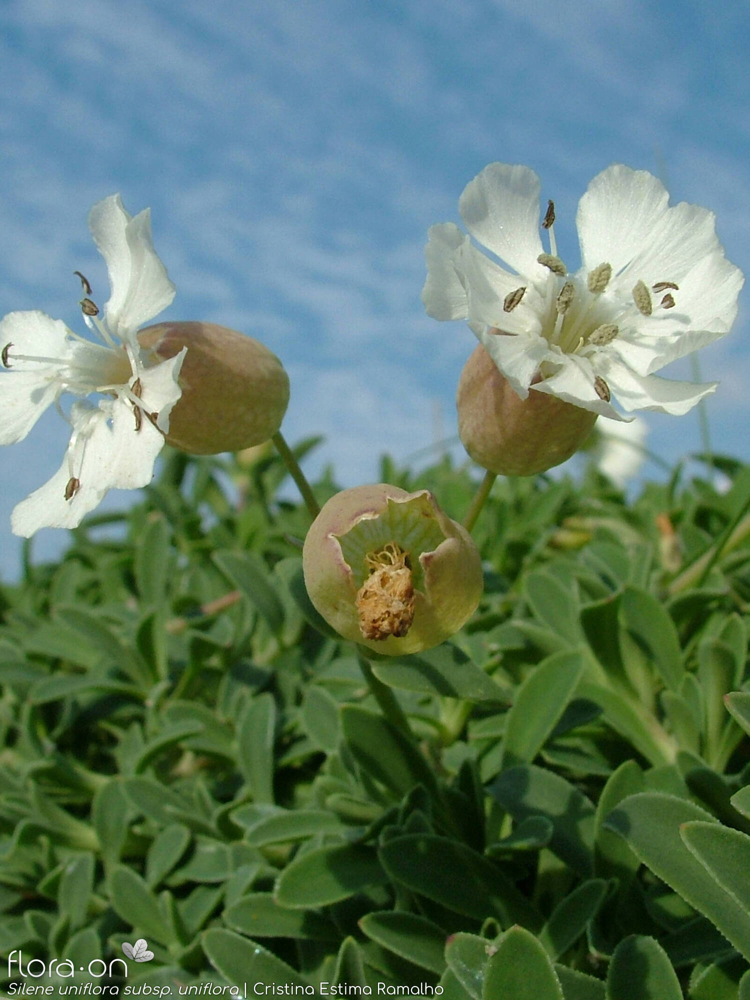 Silene uniflora uniflora - Flor (geral) | Cristina Estima Ramalho; CC BY-NC 4.0