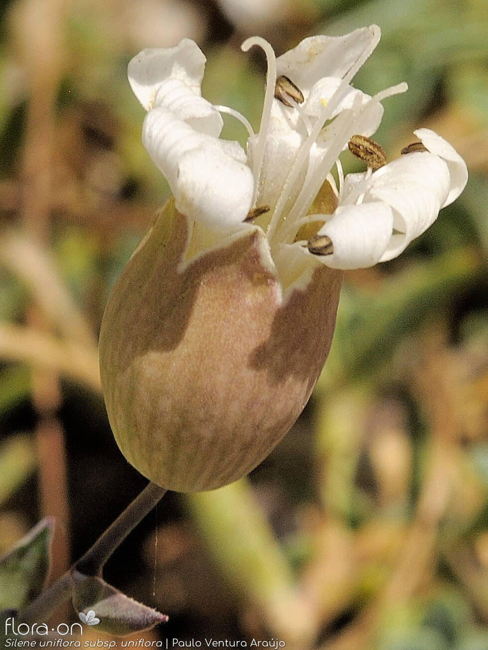 Silene uniflora uniflora - Cálice | Paulo Ventura Araújo; CC BY-NC 4.0