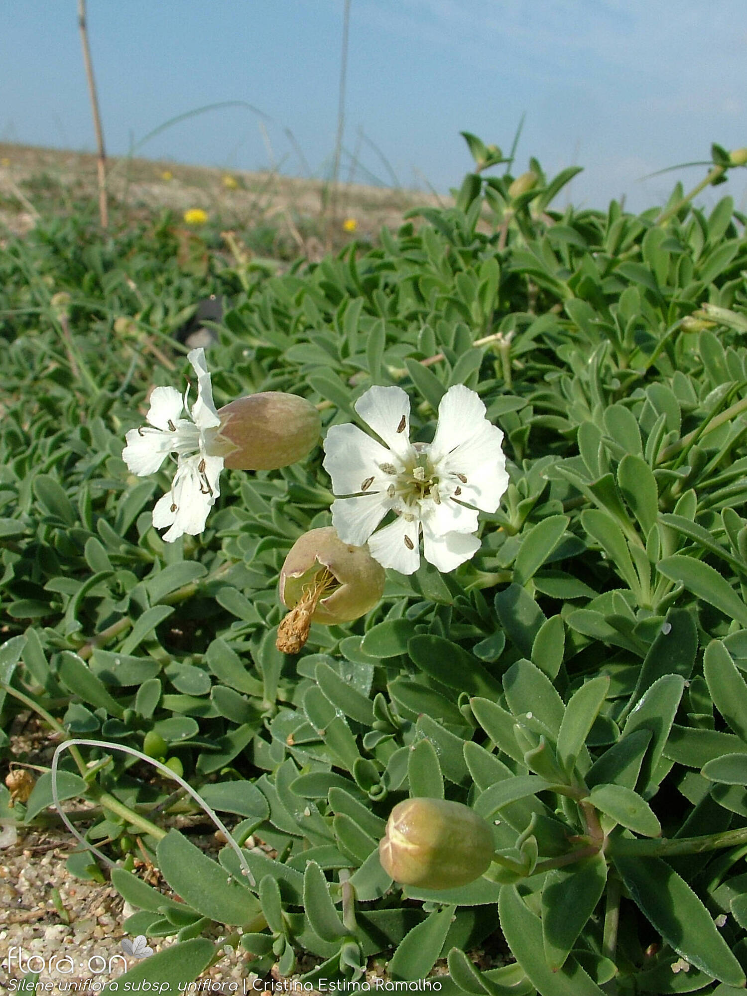 Silene uniflora uniflora - Hábito | Cristina Estima Ramalho; CC BY-NC 4.0