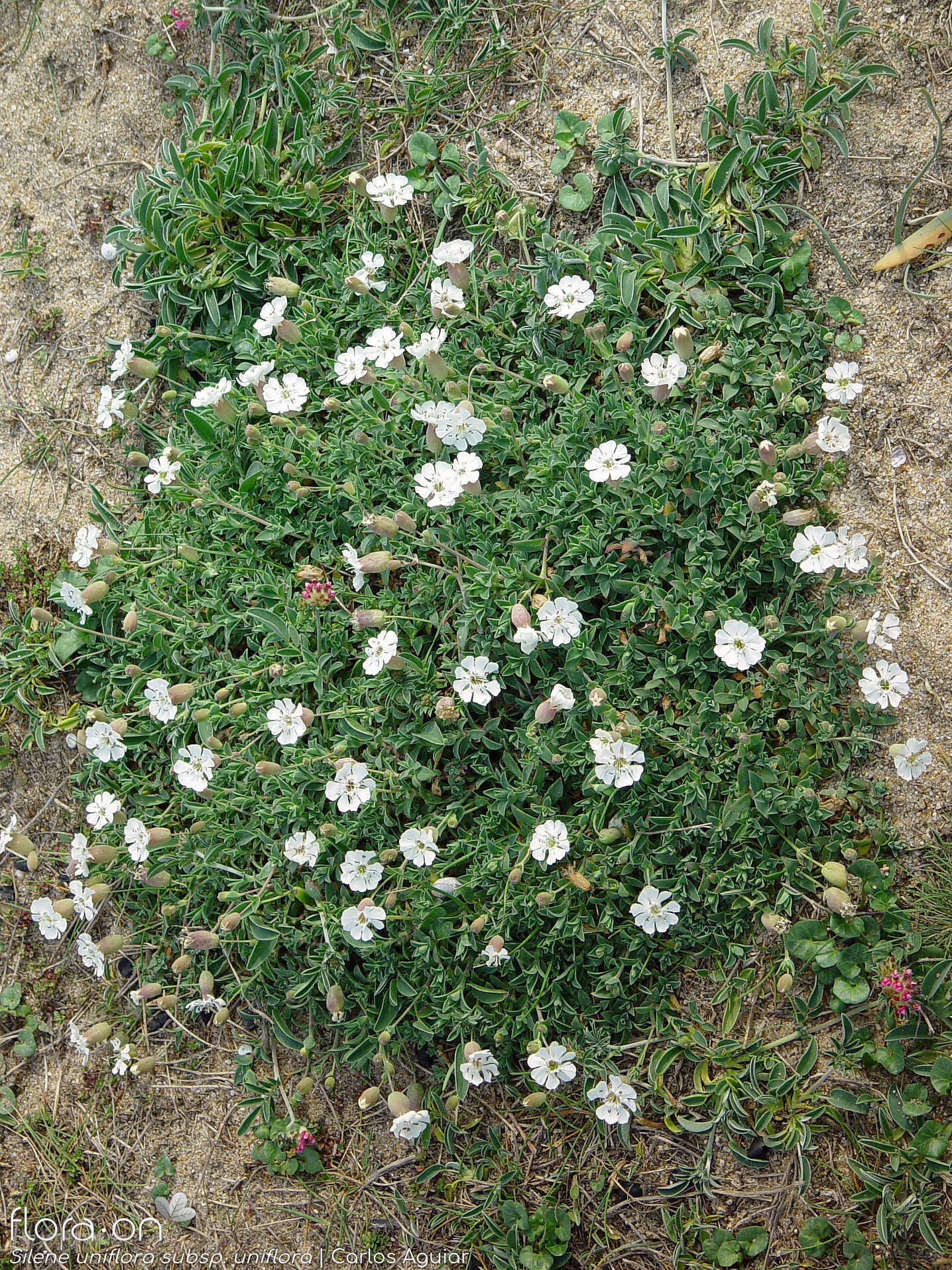Silene uniflora uniflora - Hábito | Carlos Aguiar; CC BY-NC 4.0