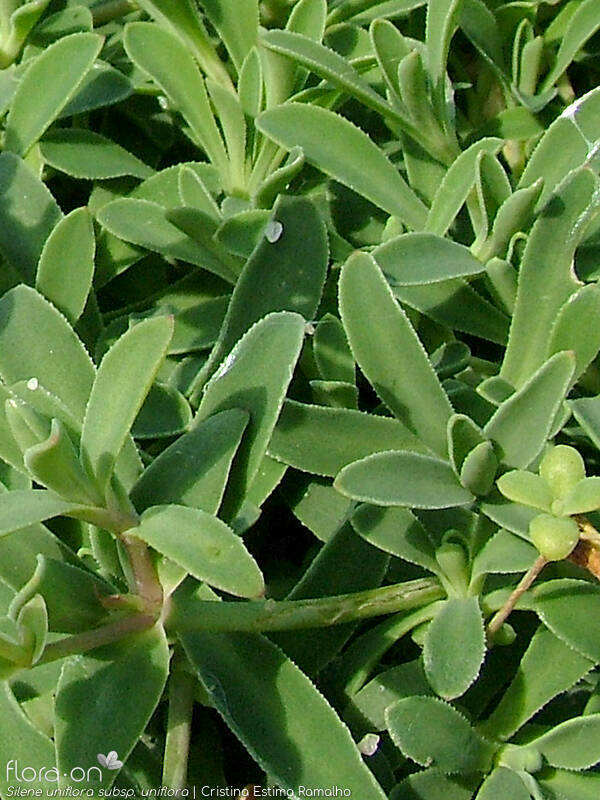 Silene uniflora uniflora - Folha | Cristina Estima Ramalho; CC BY-NC 4.0