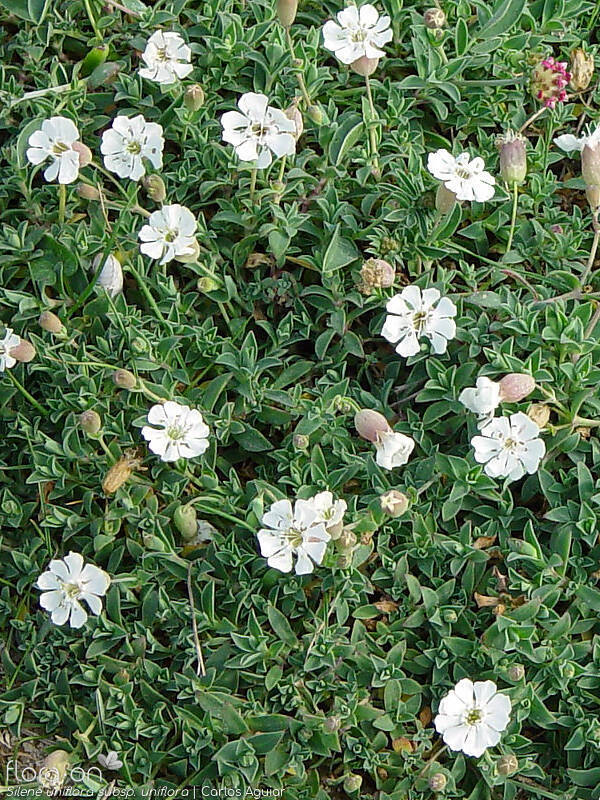 Silene uniflora uniflora - Hábito | Carlos Aguiar; CC BY-NC 4.0