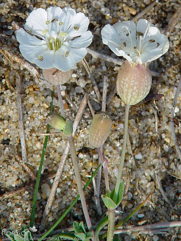 Silene uniflora uniflora - Flor (geral) | Carlos Aguiar; CC BY-NC 4.0