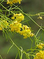 Sinapidendron frutescens