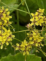 Sinapidendron gymnocalyx