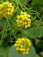 Sinapidendron rupestre