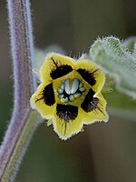 Solanaceae