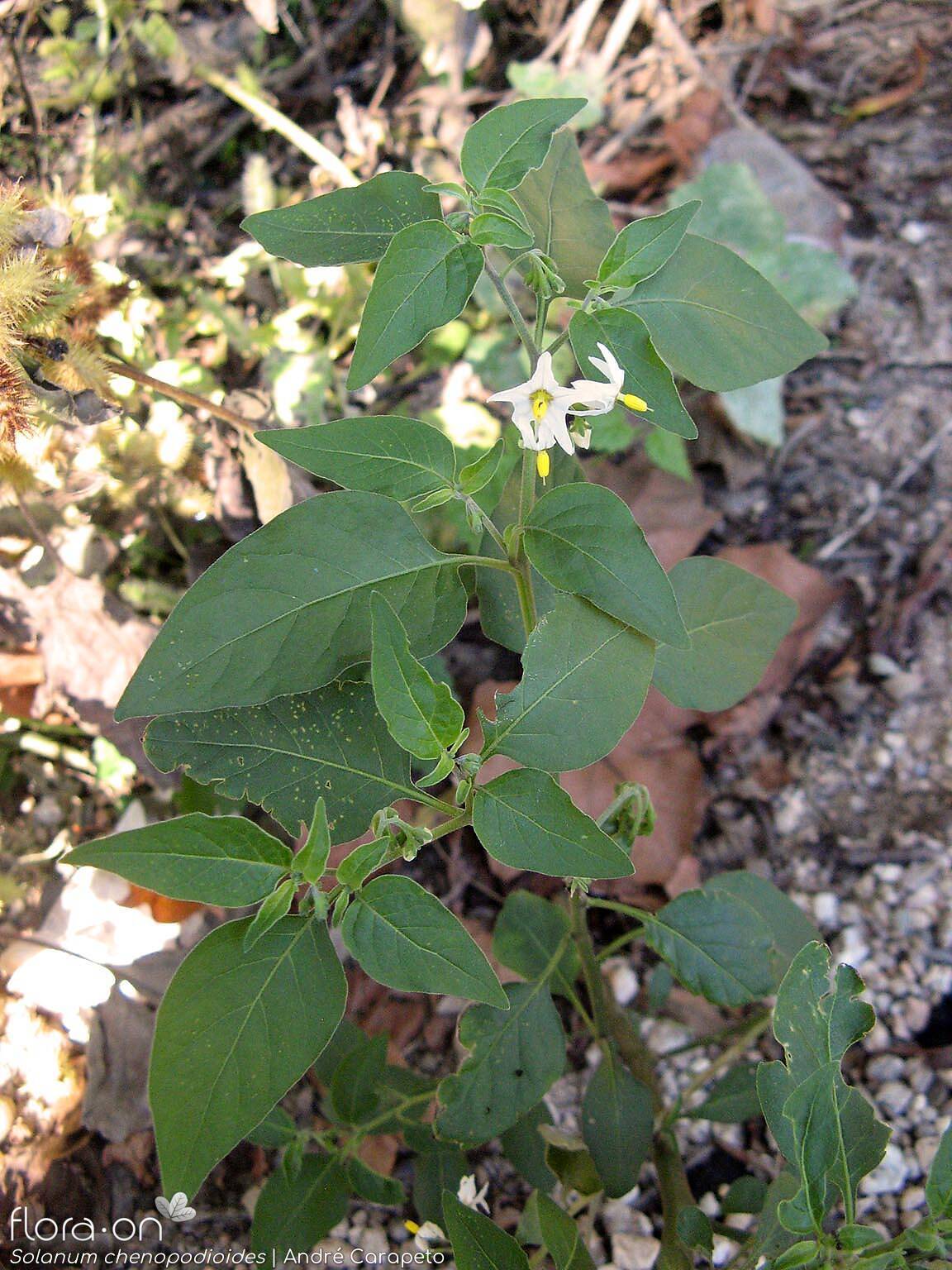 Solanum chenopodioides - Hábito | André Carapeto; CC BY-NC 4.0