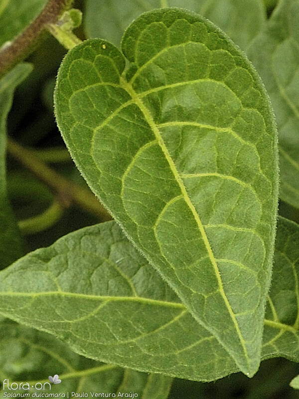 Solanum dulcamara - Folha | Paulo Ventura Araújo; CC BY-NC 4.0