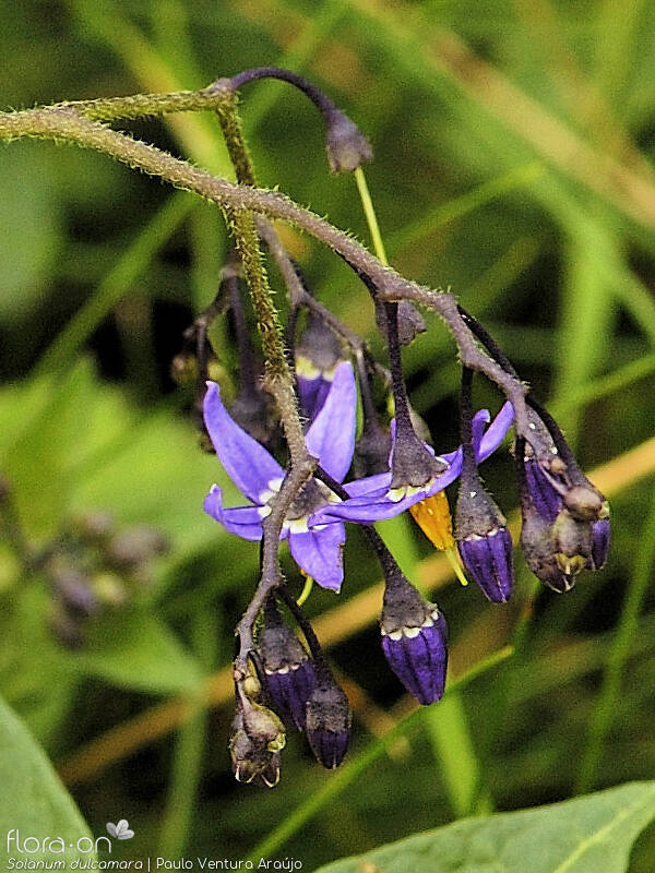 Solanum dulcamara - Flor (geral) | Paulo Ventura Araújo; CC BY-NC 4.0