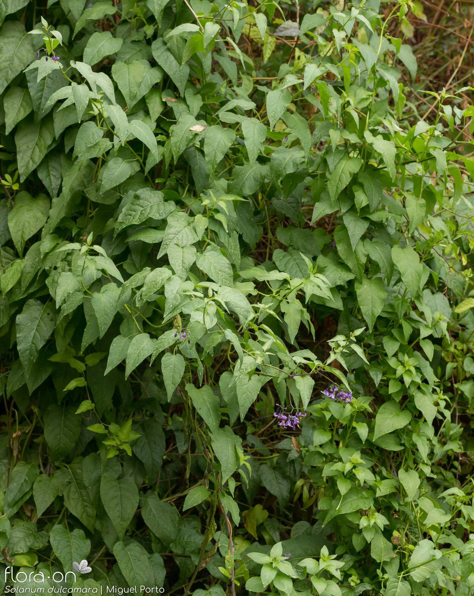 Solanum dulcamara - Hábito | Miguel Porto; CC BY-NC 4.0